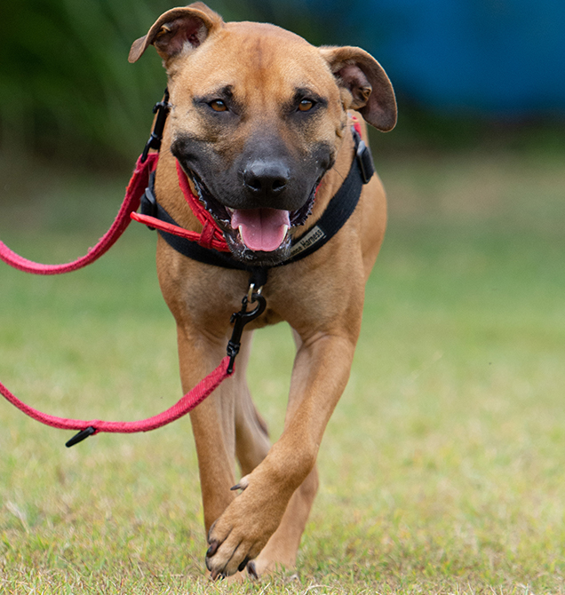 Gregorys second chance pictured here on a walk